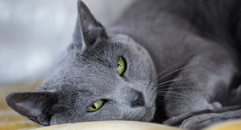 русская голубая кошка вес взрослой кошки