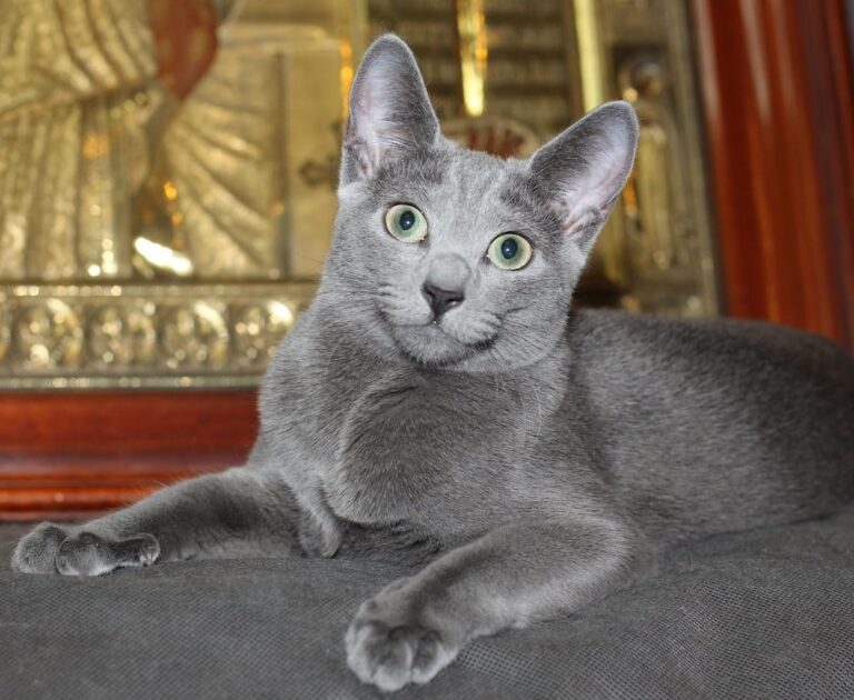 русская голубая кошка особенности породы и характера